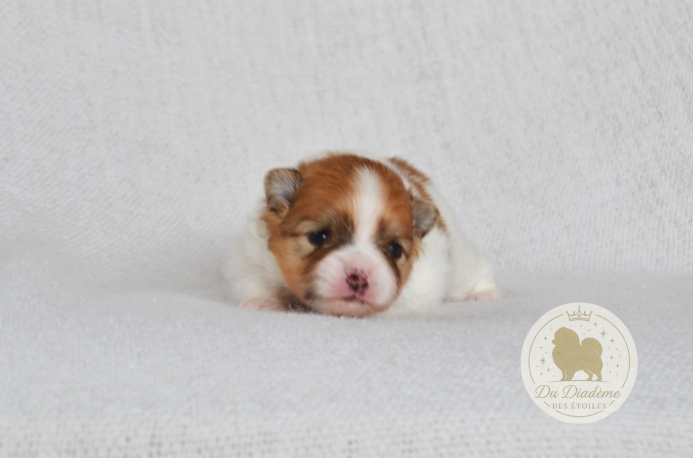 Abyss Keeps Calling du Diadème des Étoiles