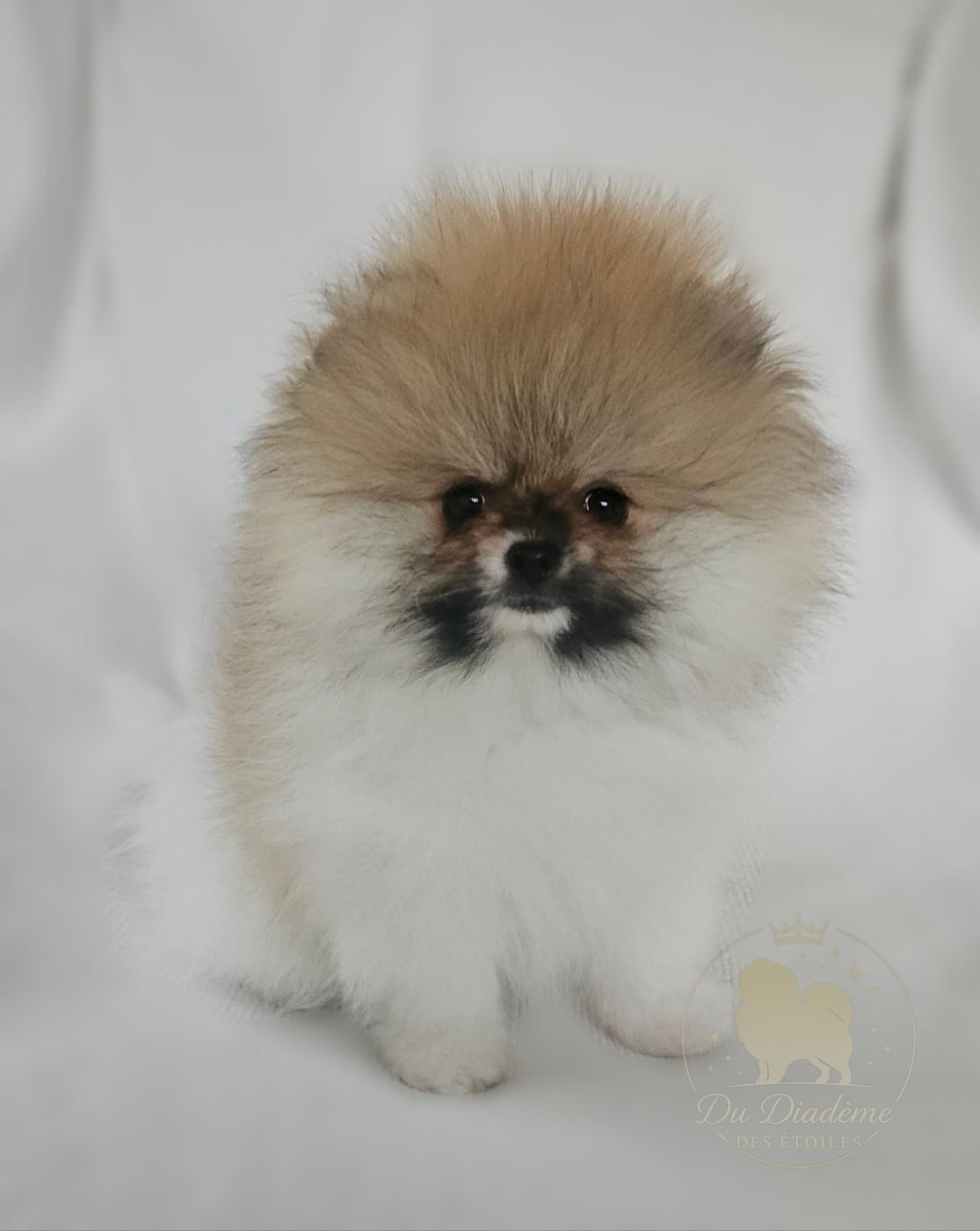 Spitz allemand - Du Diademe Des Etoiles