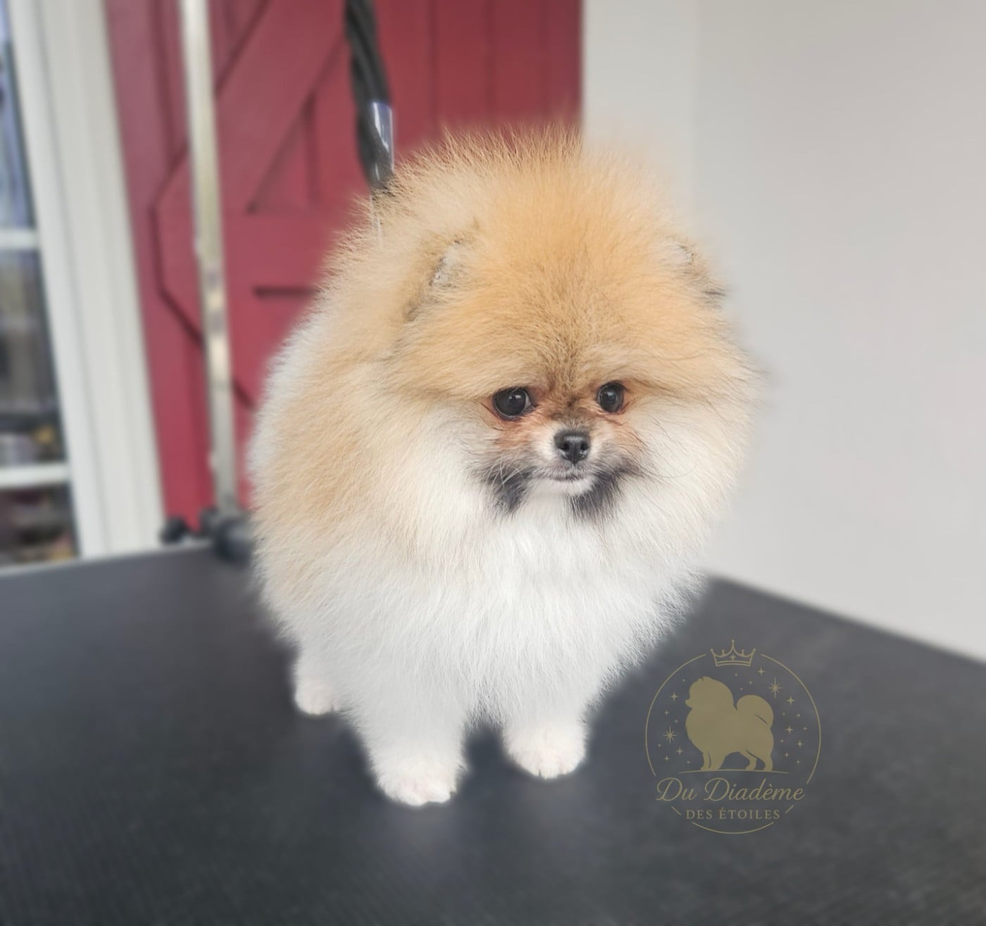 Astral Polaris du Diadème des Étoiles