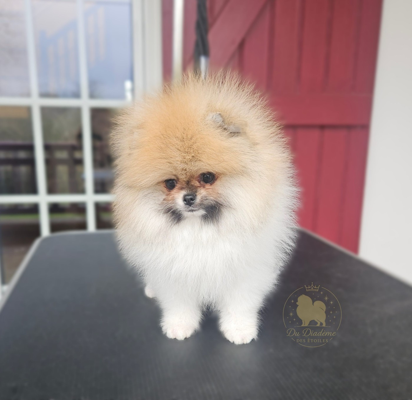 Astral Polaris du Diadème des Étoiles