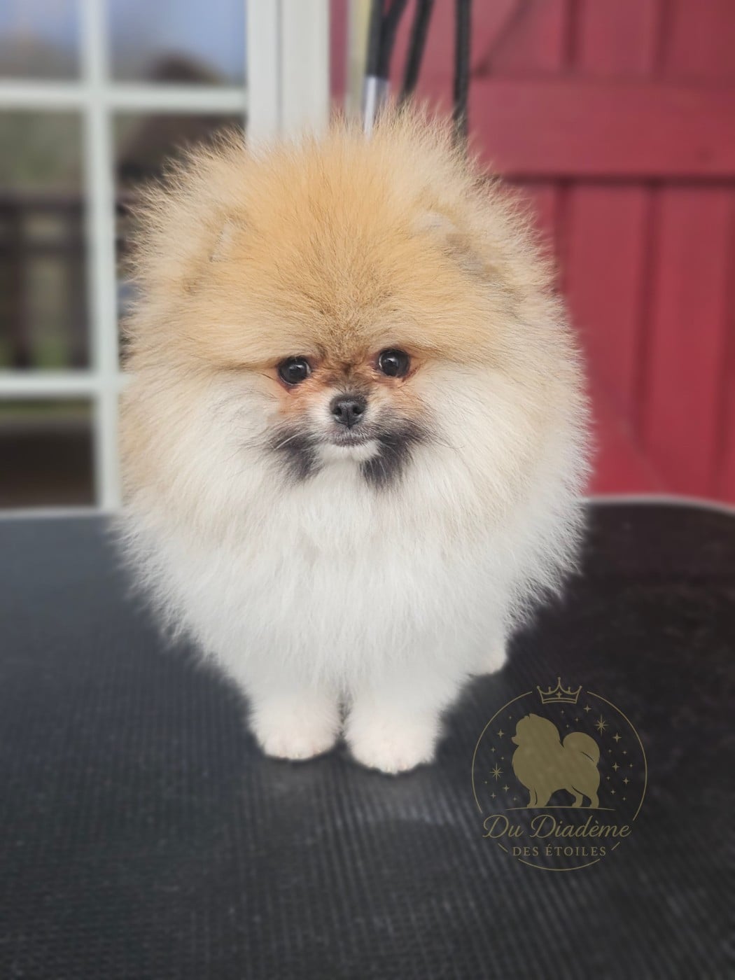 Astral Polaris du Diadème des Étoiles