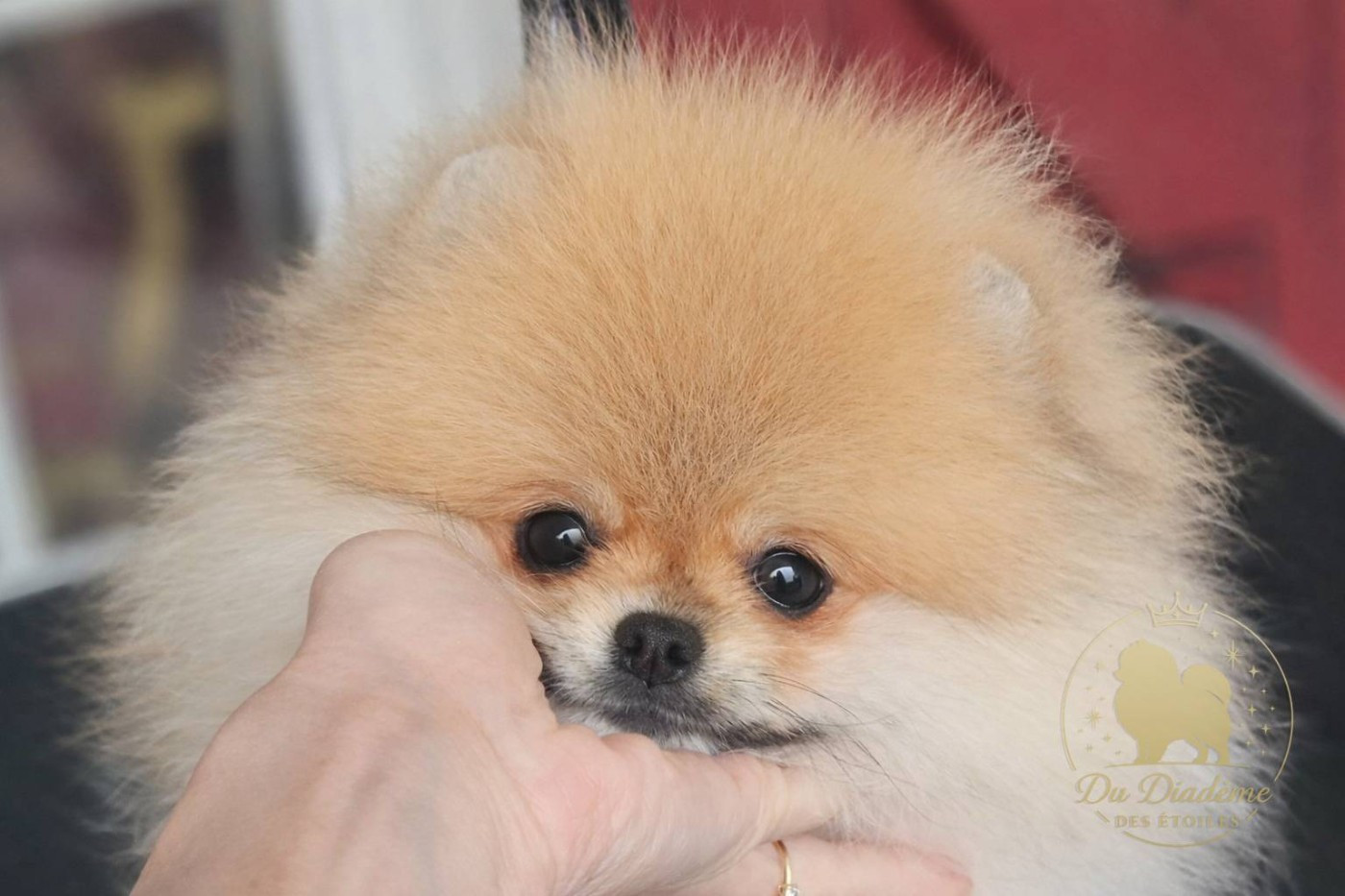 Astral Polaris du Diadème des Étoiles