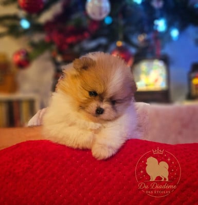 Les chiots de Spitz allemand