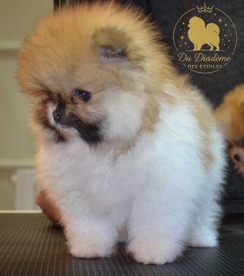 Les chiots de Spitz allemand