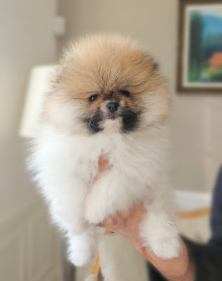 Les chiots de Spitz allemand