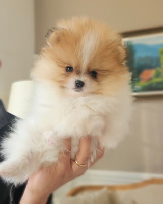 Les chiots de Spitz allemand