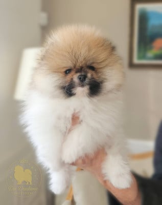 Les chiots de Spitz allemand