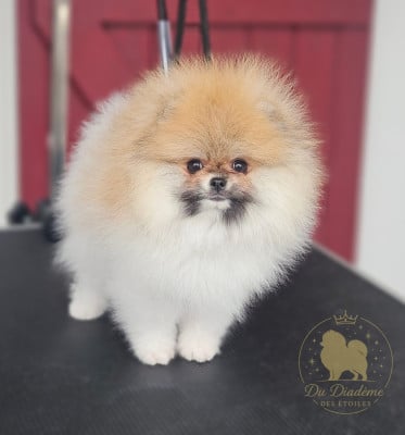 Les chiots de Spitz allemand