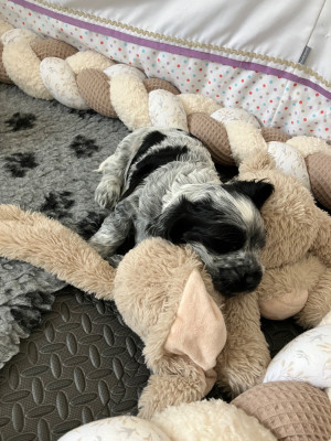 Les chiots de Cocker Spaniel Anglais