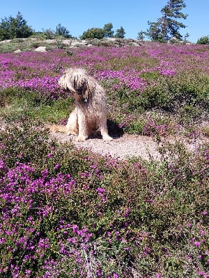 Étalon Berger catalan - Queewee de la Vallée des Fées