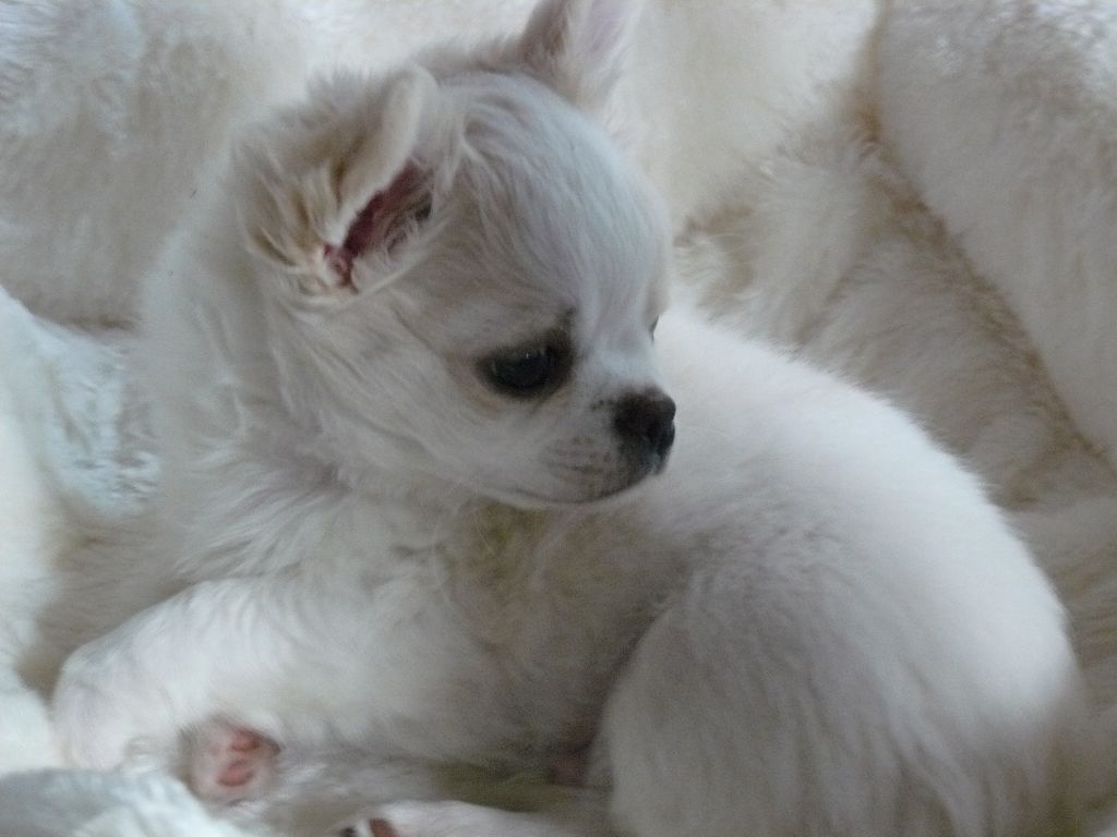 Publication : (Sans Affixe)