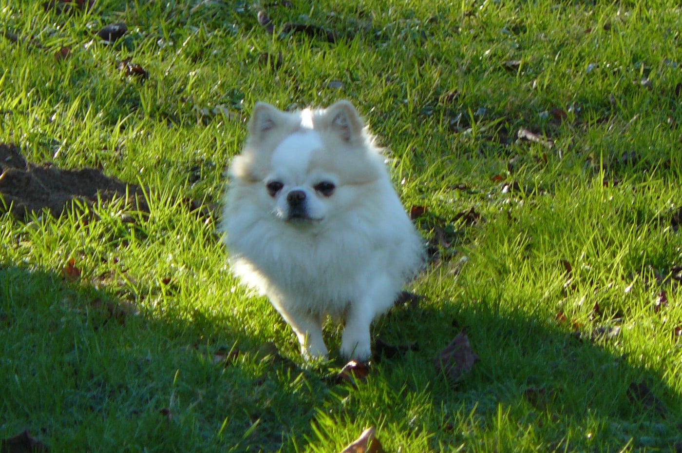 Publication : (Sans Affixe)