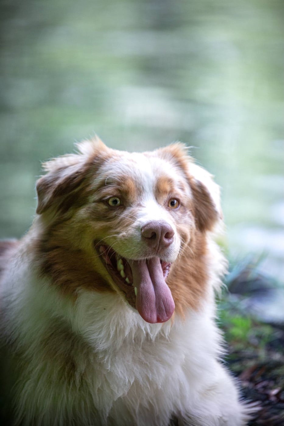 Vasco La Légende D’Onikatan