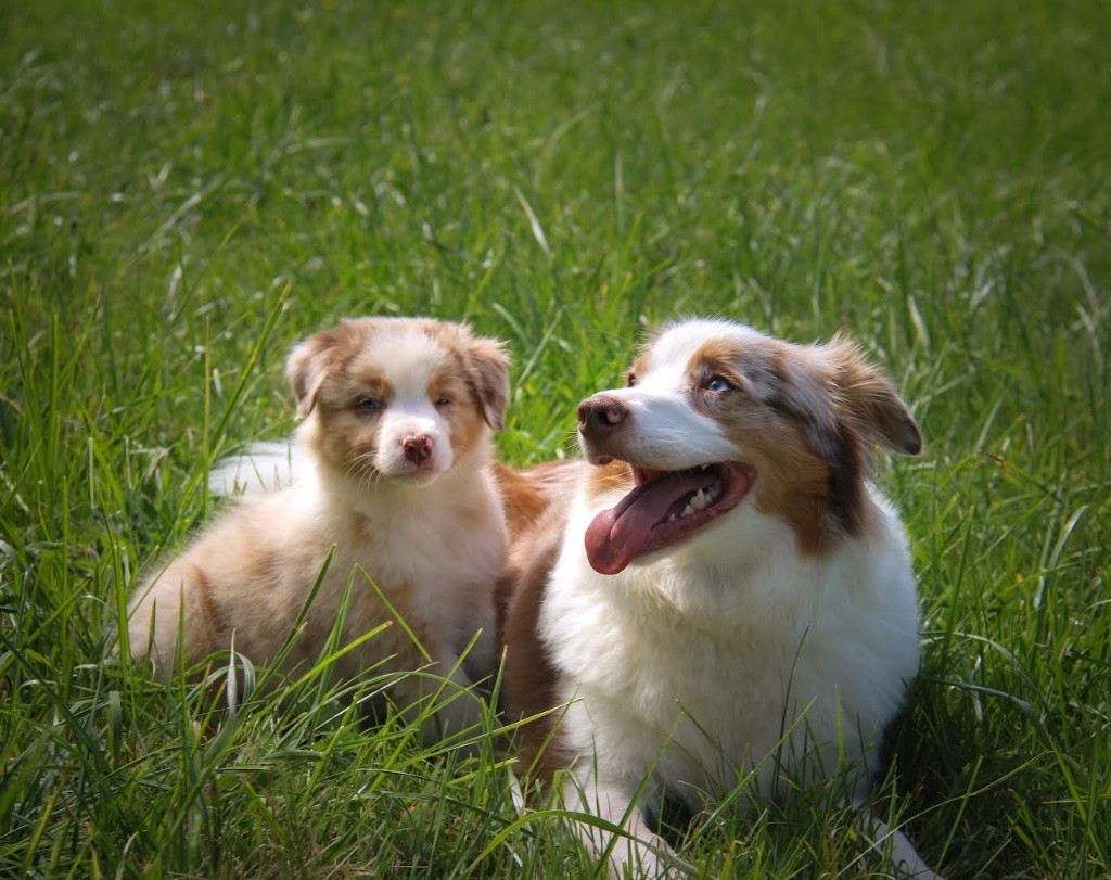 Seïa La Légende D’Onikatan