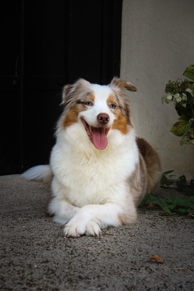 Seïa La Légende D’Onikatan