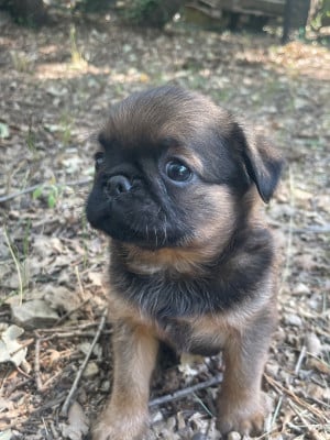 Les chiots de Petit Brabançon