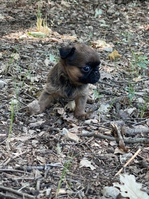 Les chiots de Petit Brabançon