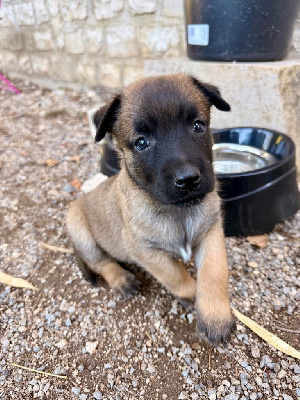Les chiots de Berger Belge