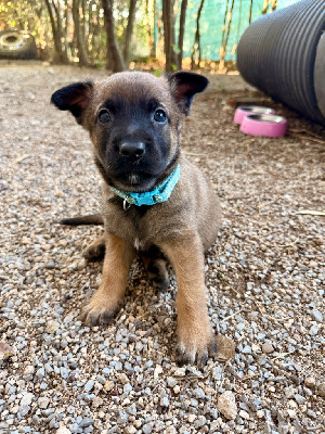 Les chiots de Berger Belge