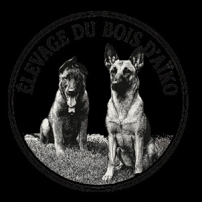 Les chiots de Berger Belge