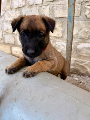 Les chiots de Berger Belge