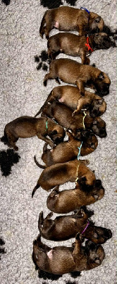 Les chiots de Berger Belge