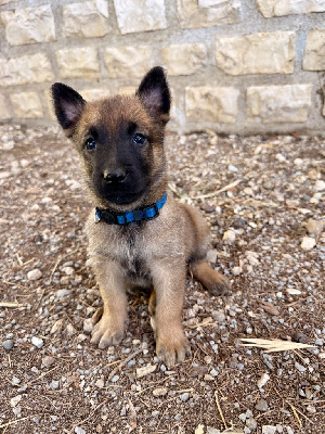 Les chiots de Berger Belge