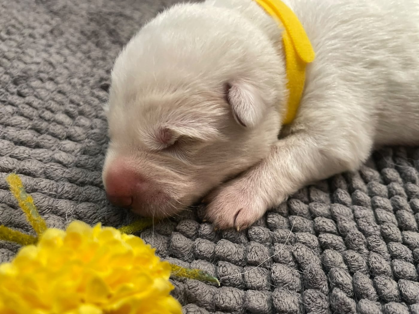 collier jaune - Berger Blanc Suisse
