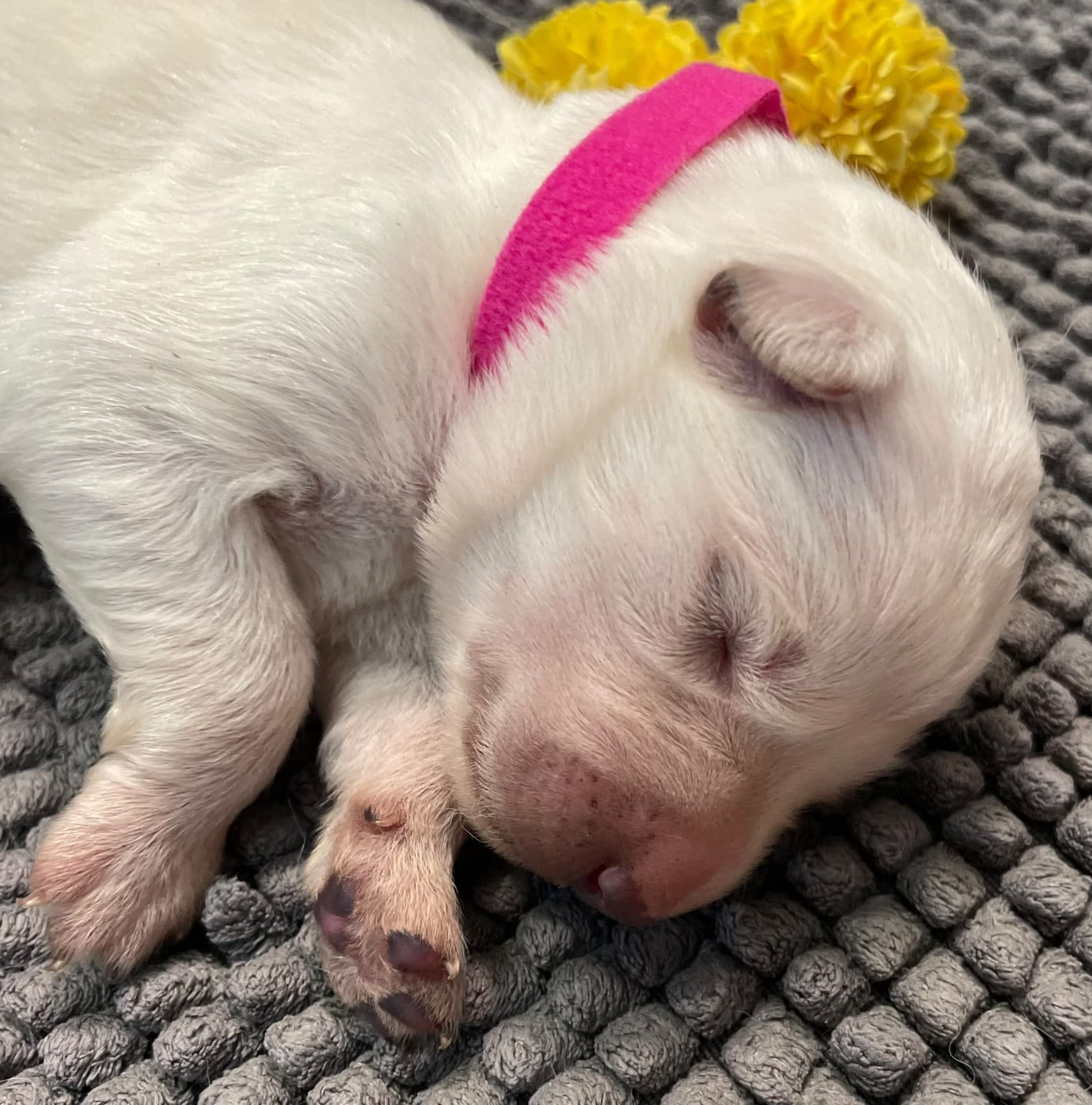 collier rose - Berger Blanc Suisse
