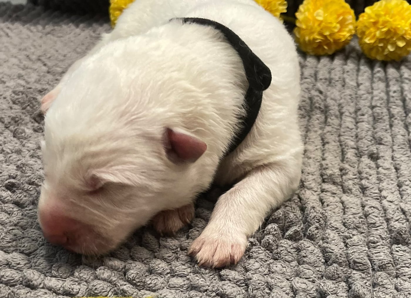 collier noir - Berger Blanc Suisse