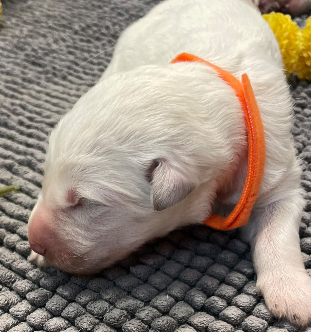 collier orange - Berger Blanc Suisse