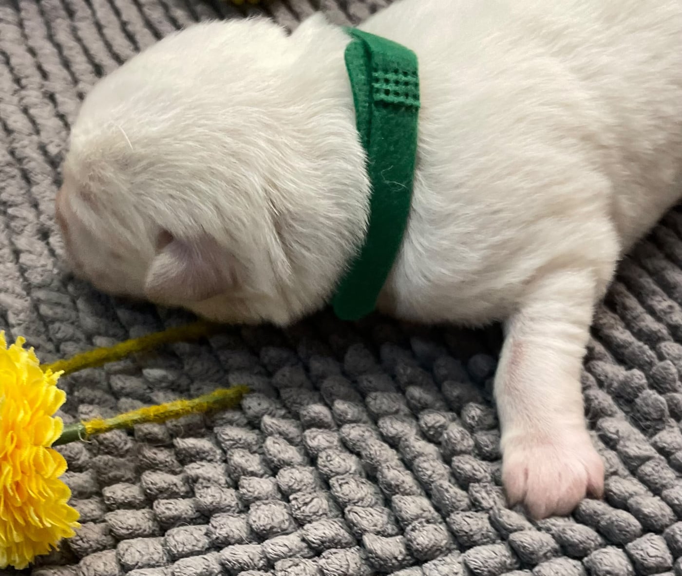 collier vert foncé - Berger Blanc Suisse