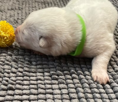 collier vert clair - Berger Blanc Suisse