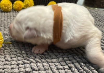 collier marron - Berger Blanc Suisse