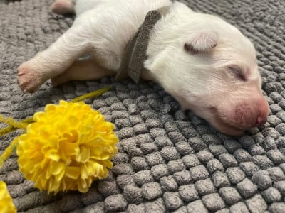 collier gris - Berger Blanc Suisse