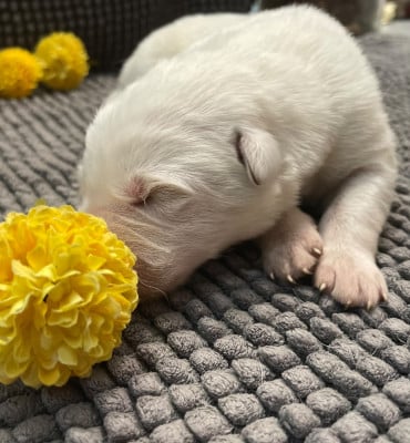 sans collier - Berger Blanc Suisse