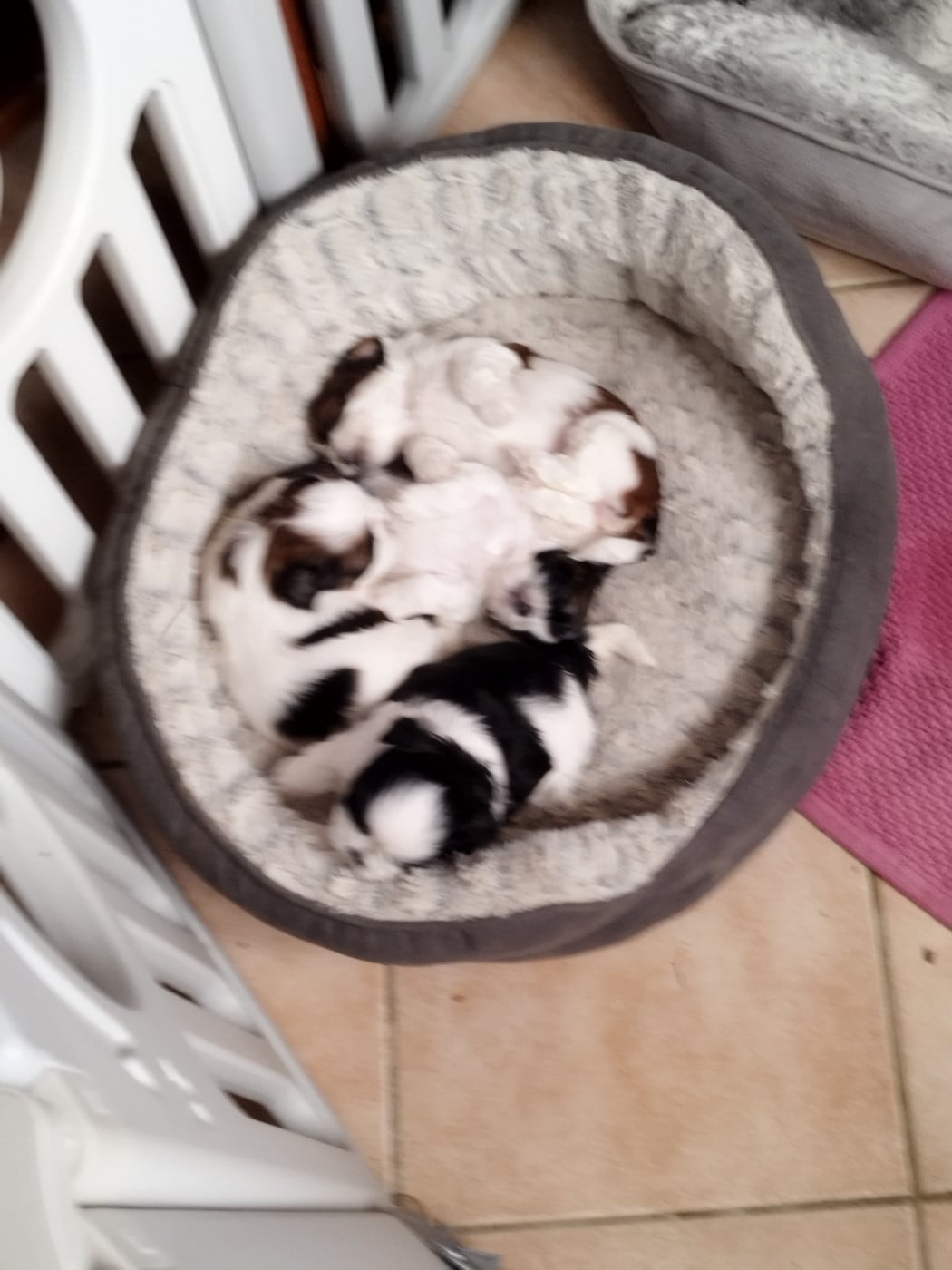 Shih Tzu - Du Jardin Des Perles De Cixi
