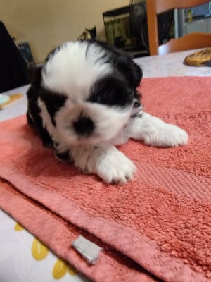 Les chiots de Shih Tzu