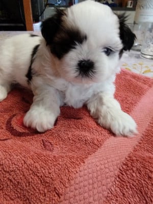 Les chiots de Shih Tzu