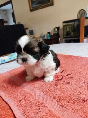 Les chiots de Shih Tzu