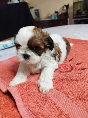 Les chiots de Shih Tzu