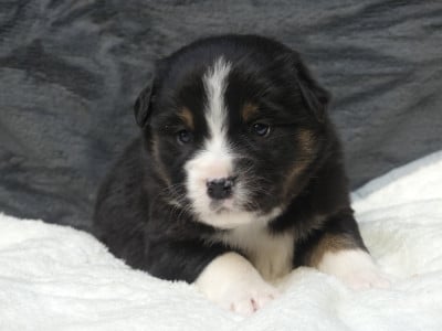 Les chiots de Berger Américain Miniature