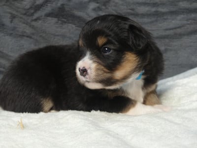 Les chiots de Berger Américain Miniature