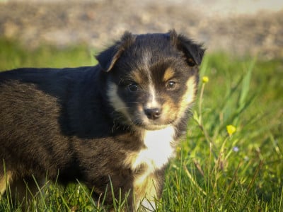 Les chiots de Berger Américain Miniature 