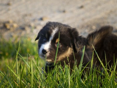 Les chiots de Berger Américain Miniature 