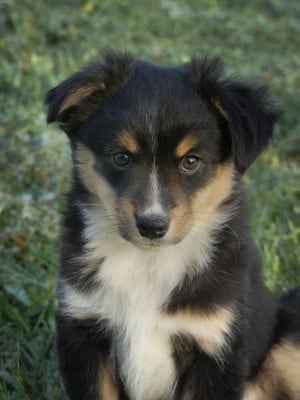 Les chiots de Berger Américain Miniature 
