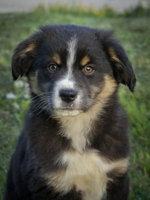 Les chiots de Berger Américain Miniature 
