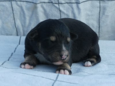 Brownie - Berger Américain Miniature 