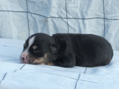 Brioche - Berger Américain Miniature 