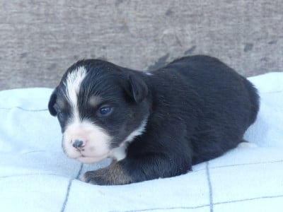 Les chiots de Berger Américain Miniature 